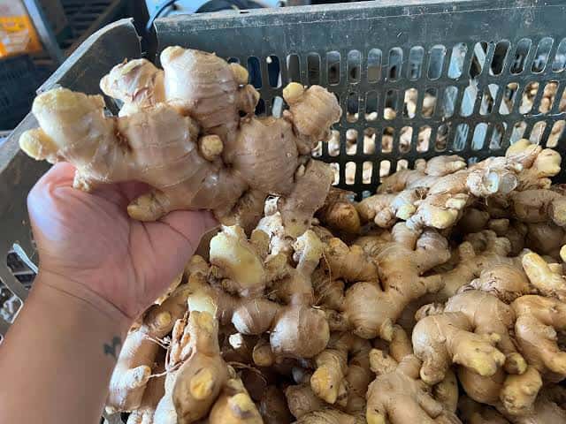 Fresh ginger — 3