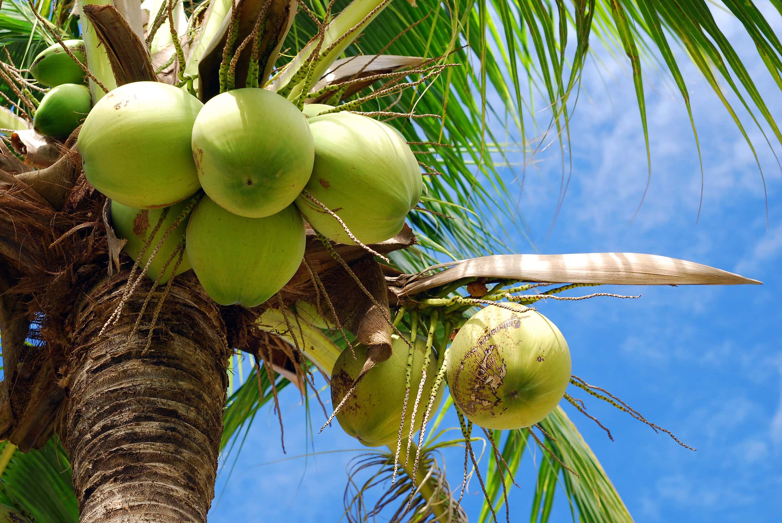 Young Coconut — 2