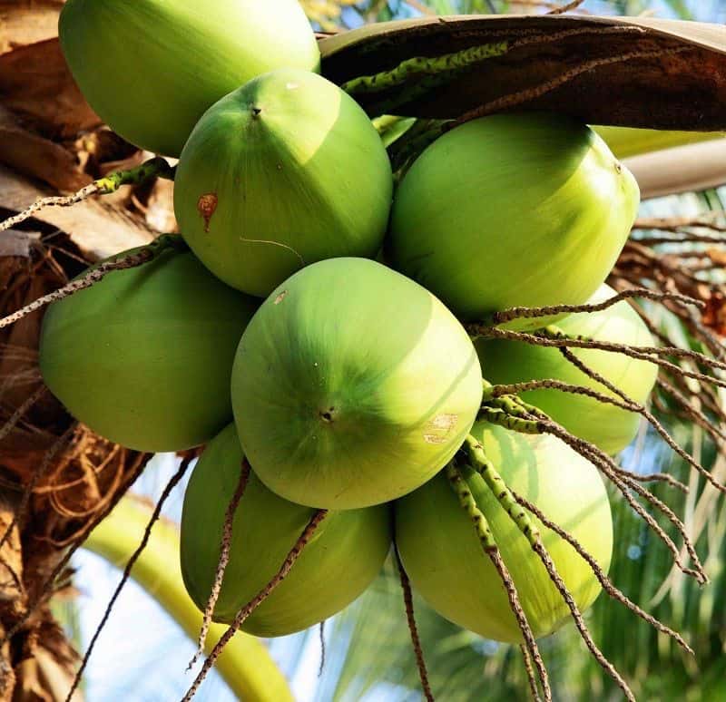 Young Coconut Diamond — 2