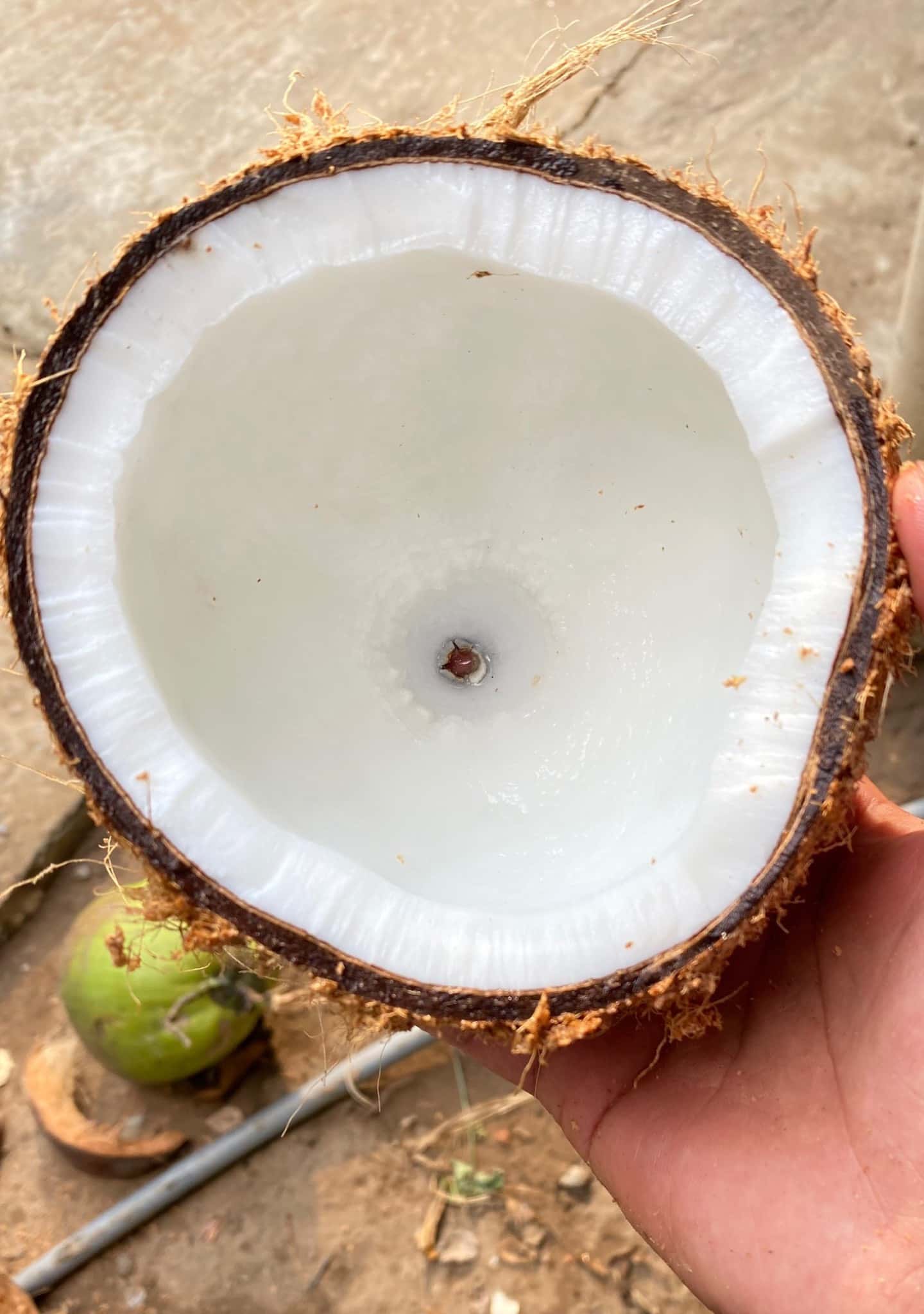 Dry coconut — 1
