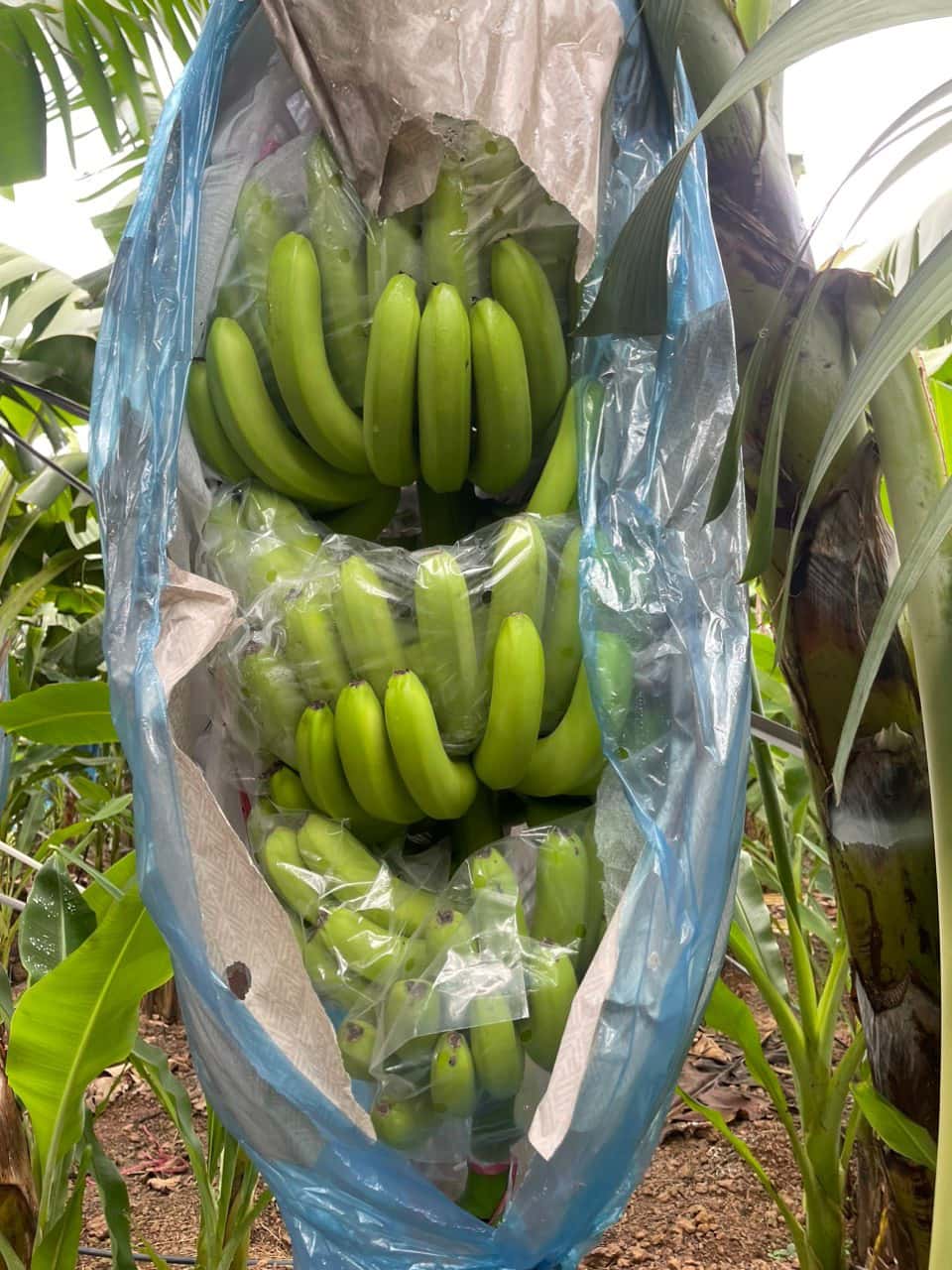 Canvendish Banana — 5