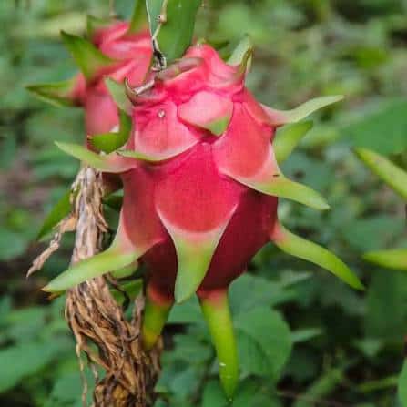 Dragon fruit — 3