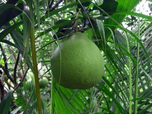 Pink pomelo — 2