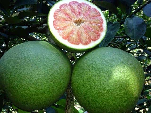 Pink pomelo — 1