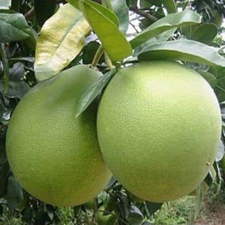 Honey pomelo — 1