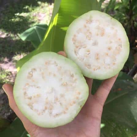 White/Pink guava — 2