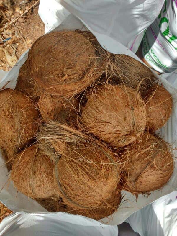 Mature Coconut — 2