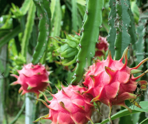 Dragon Fruit (Red/White Flesh) — 2