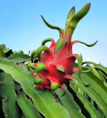 Dragon Fruit (Red/White Flesh) — 3