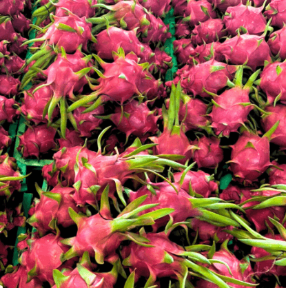 Dragon Fruit (Red/White Flesh) — 4