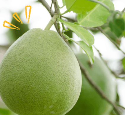 Green Pomelo — 3