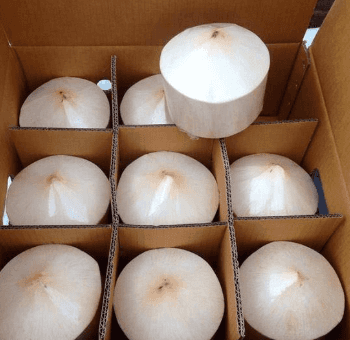 Diamond Coconut — 7