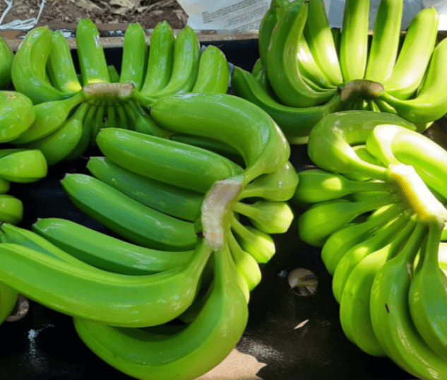 Cavendish Banana — 1