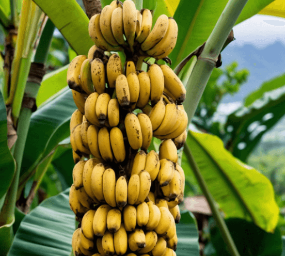 Cavendish Banana — 4