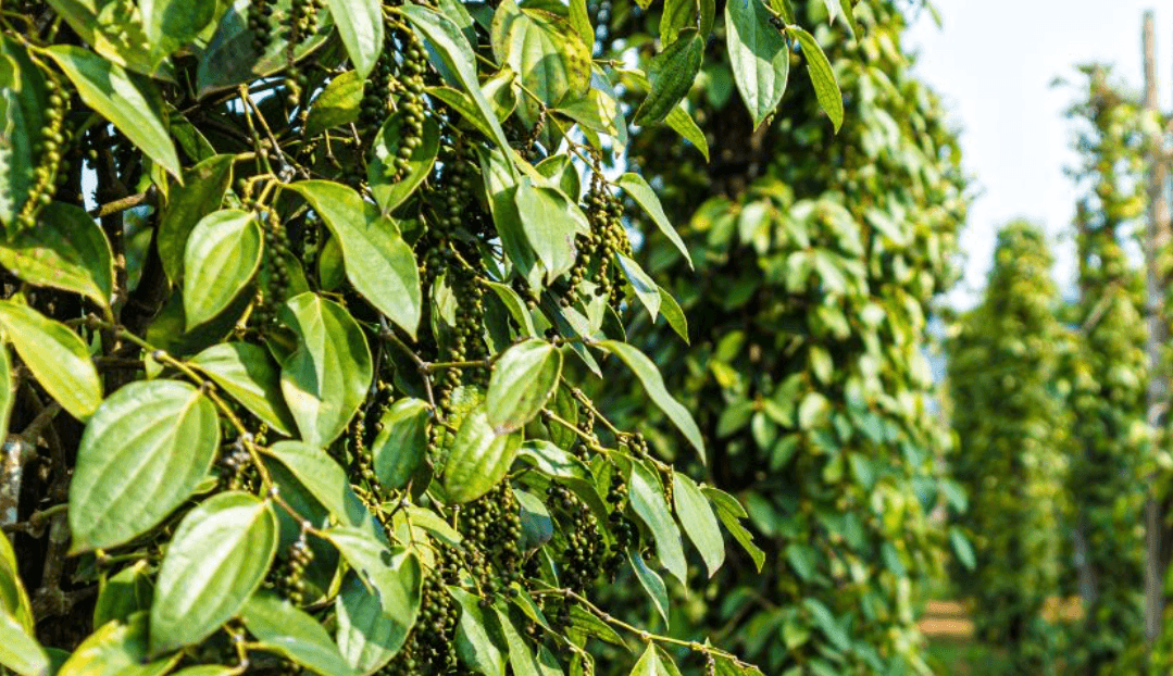 Black Pepper (Dried) — 4
