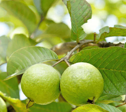 Guava White/Red Flesh — 4