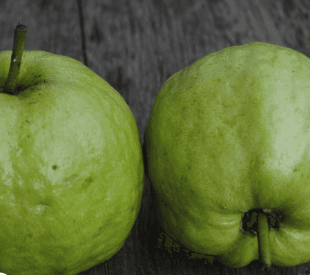 Guava White/Red Flesh — 5