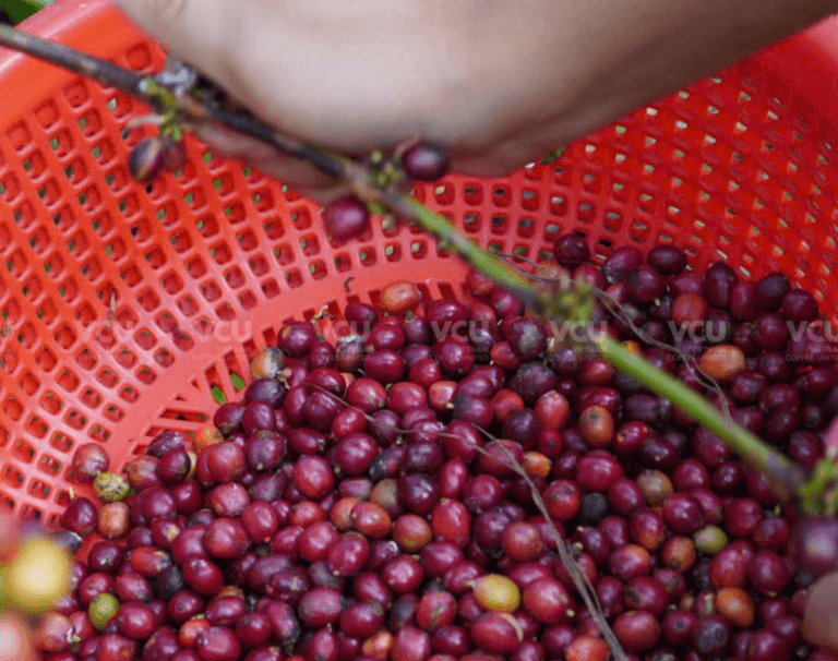 ROBUSTA ROASTED — 3