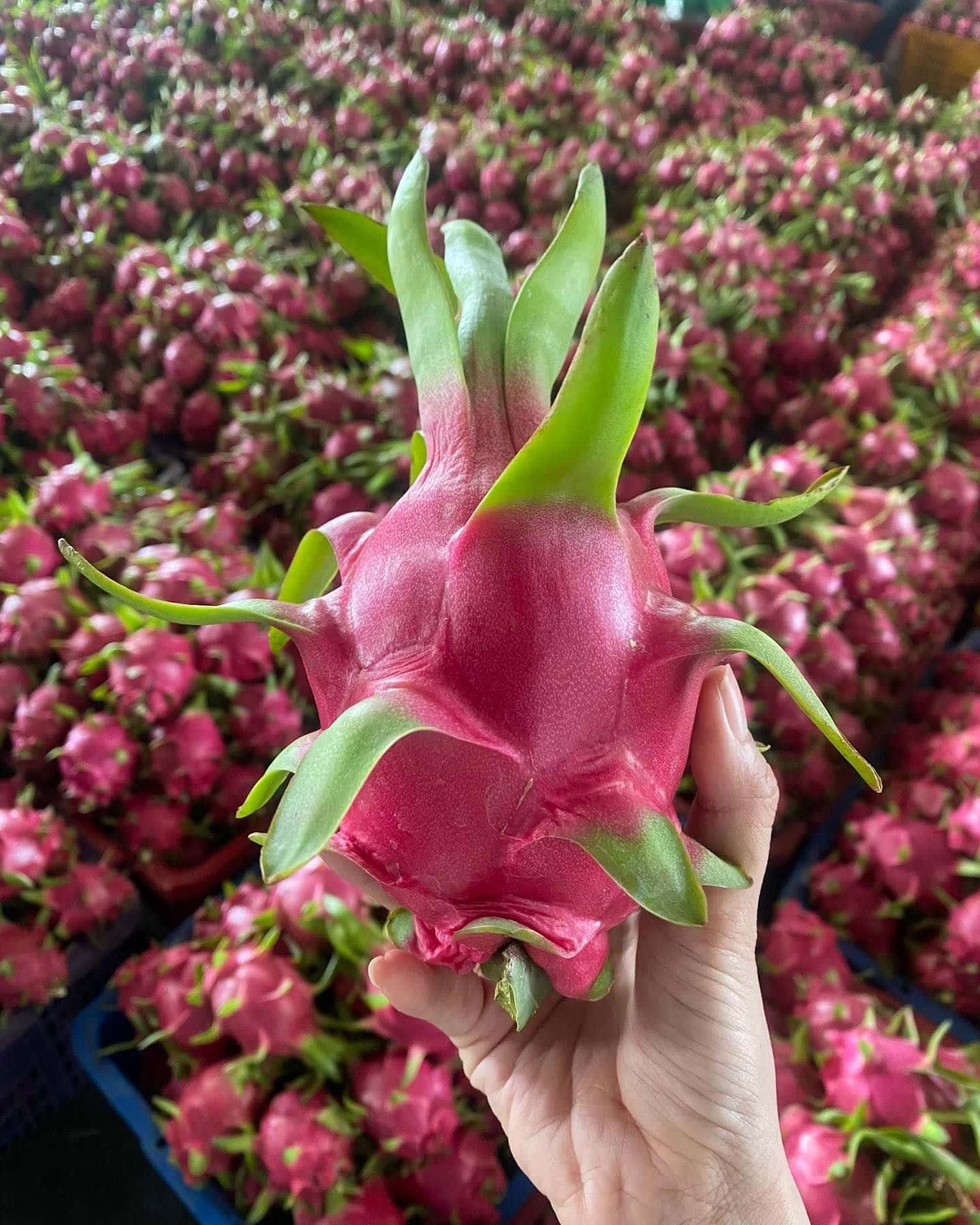 Thanh long tươi cao cấp từ Việt Nam – Giống ruột trắng và ruột đỏ, đạt tiêu chuẩn xuất khẩu cho thị trường quốc tế — 2