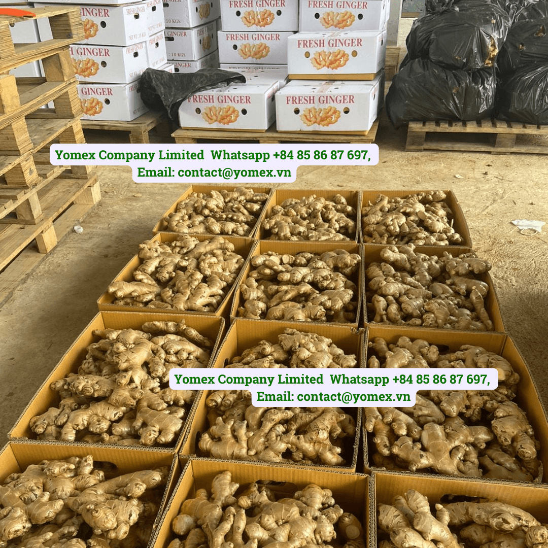 Vietnam Fresh Elephant Ginger — Nghe An — 4