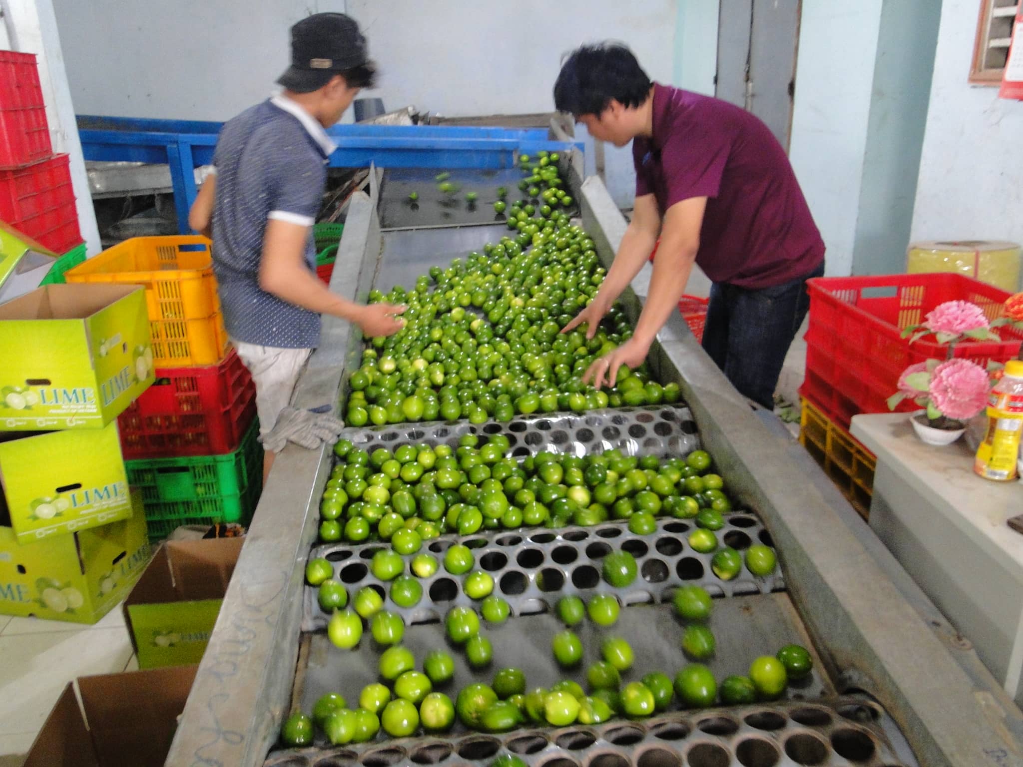 Washing, Sorting, and Grading
