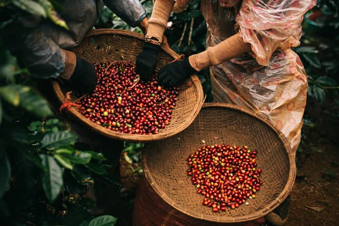 Raw Material Sourcing