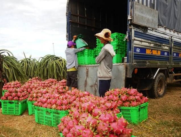 Harvesting & Farm-to-Pack Transfer