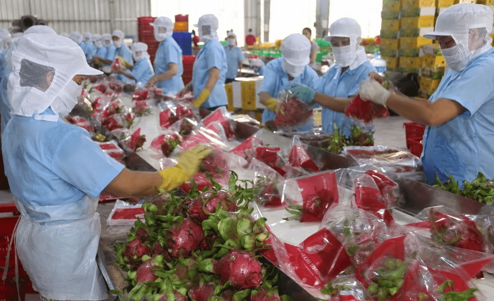 Selection, Grading & Export Packing