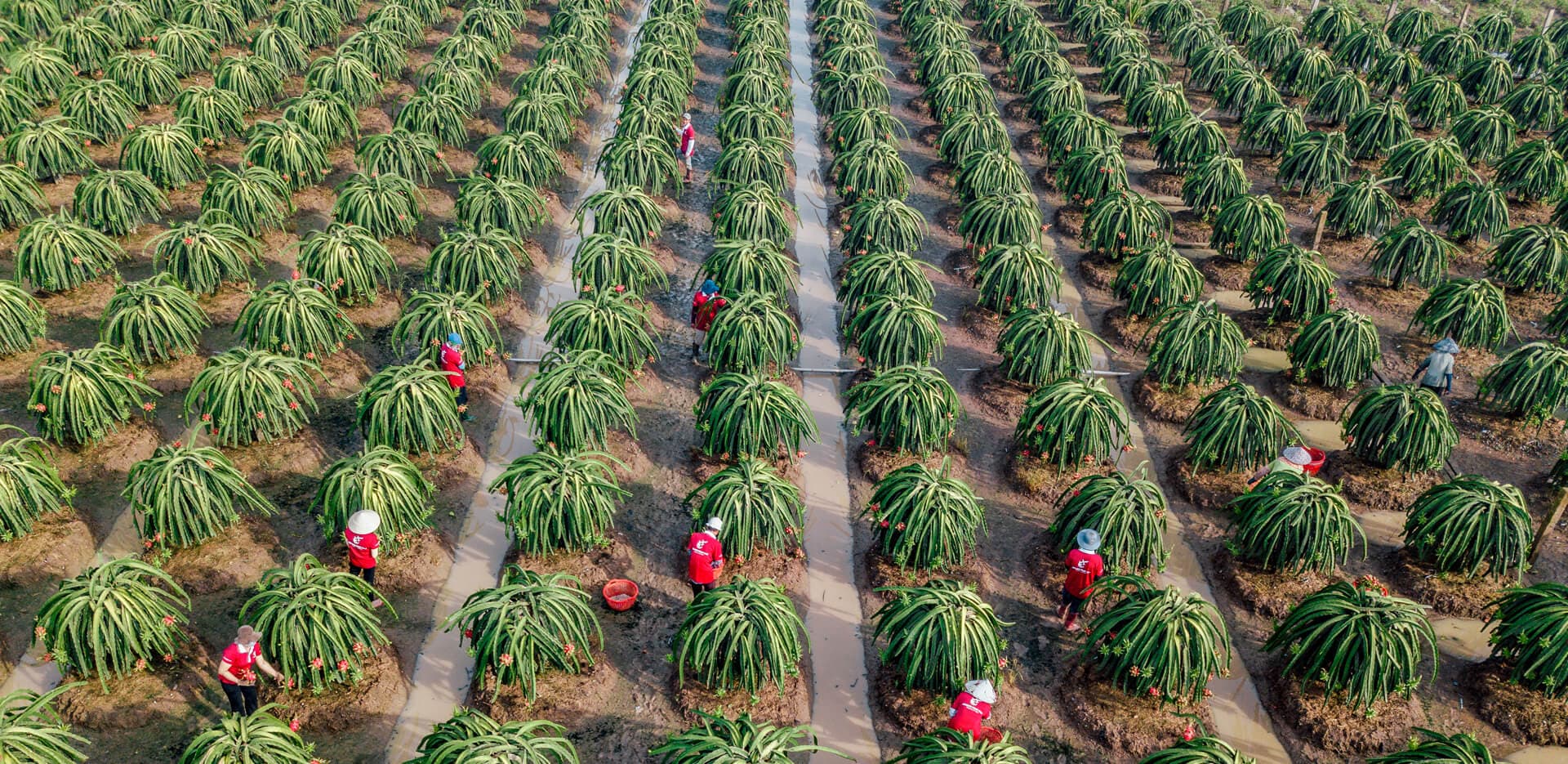 Hoang Phat Fruit Co., LTD