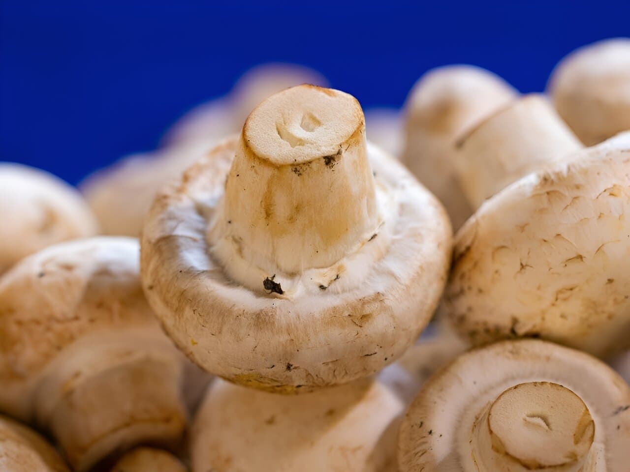 RFQ White Button Mushrooms from Egypt