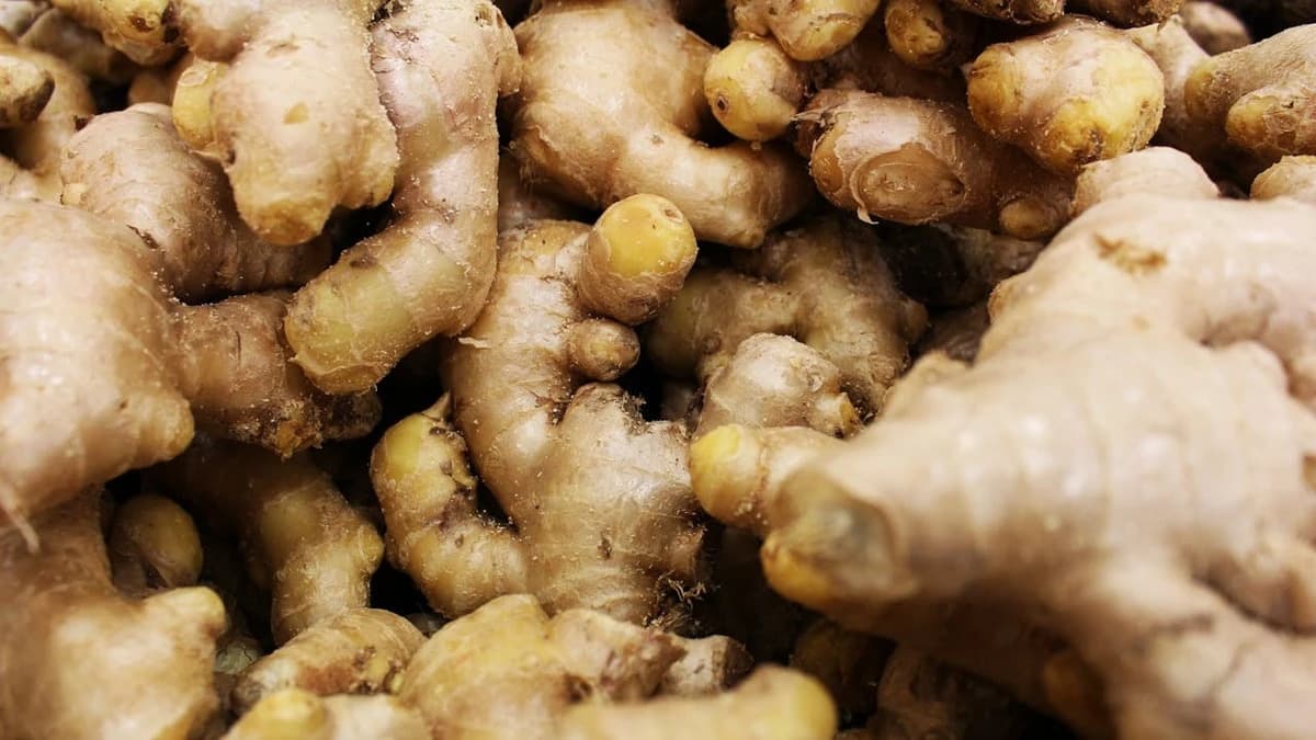 RFQ Fresh Ginger from Bangladesh