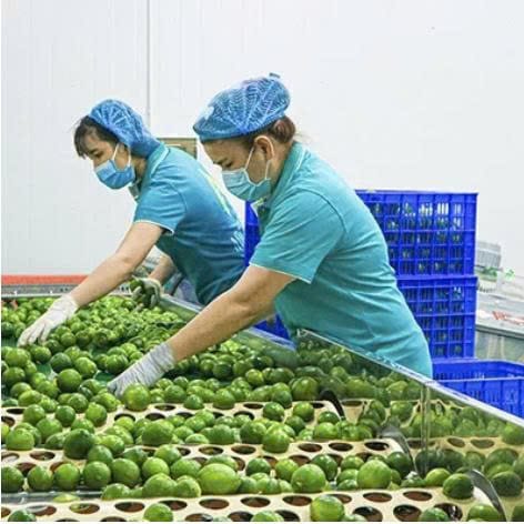 Fresh Seedless Lime High Quality Vietnam