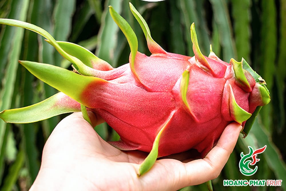White dragon fruit