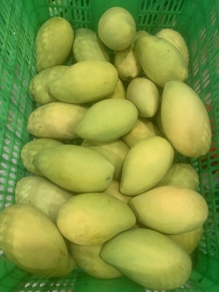 Fresh big green mango