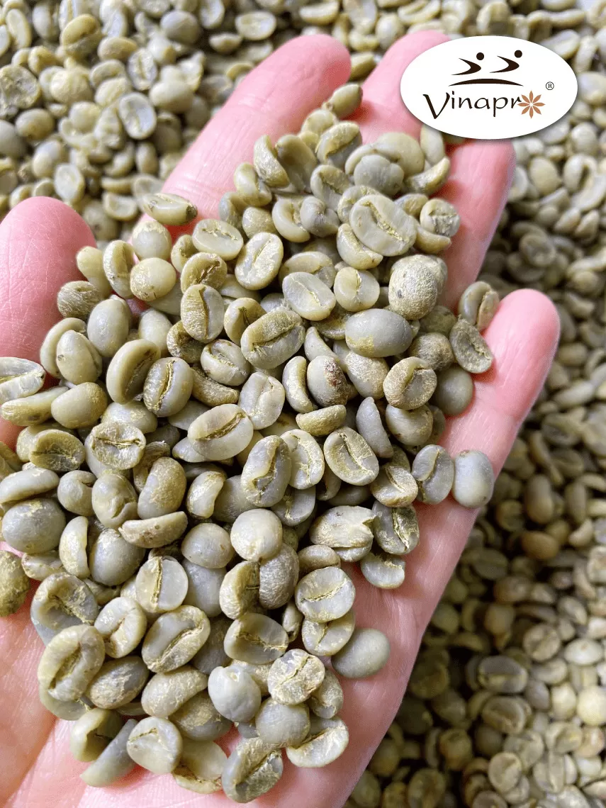 Wet Polished Robusta S18/S16