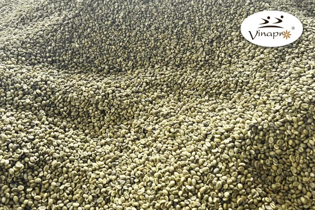 Unwashed Robusta Coffee S18/16/13