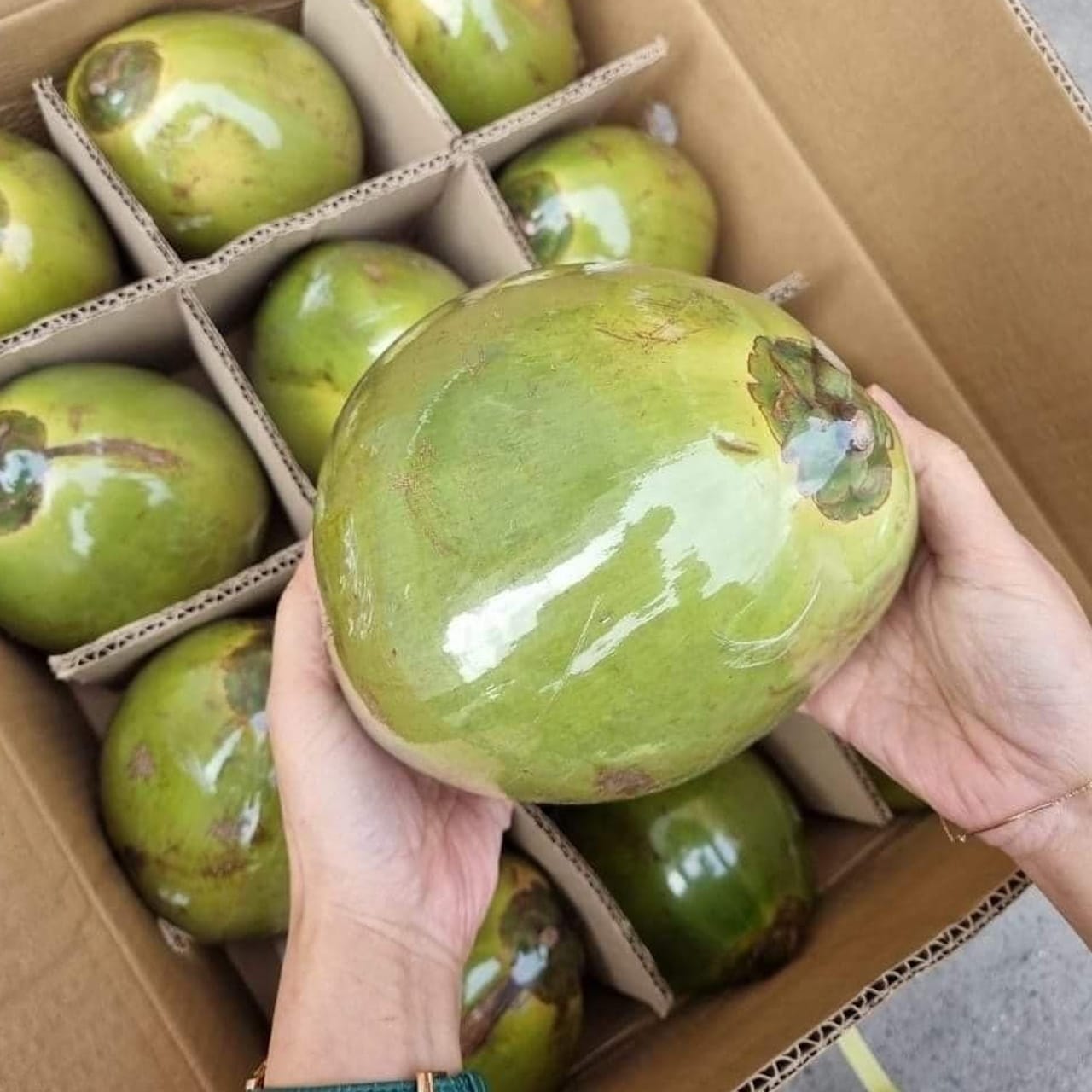 Young Coconut