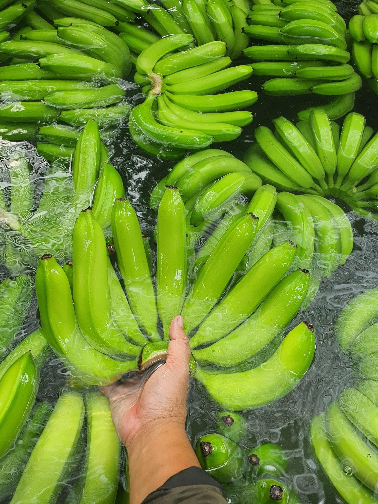 Canvendish Banana