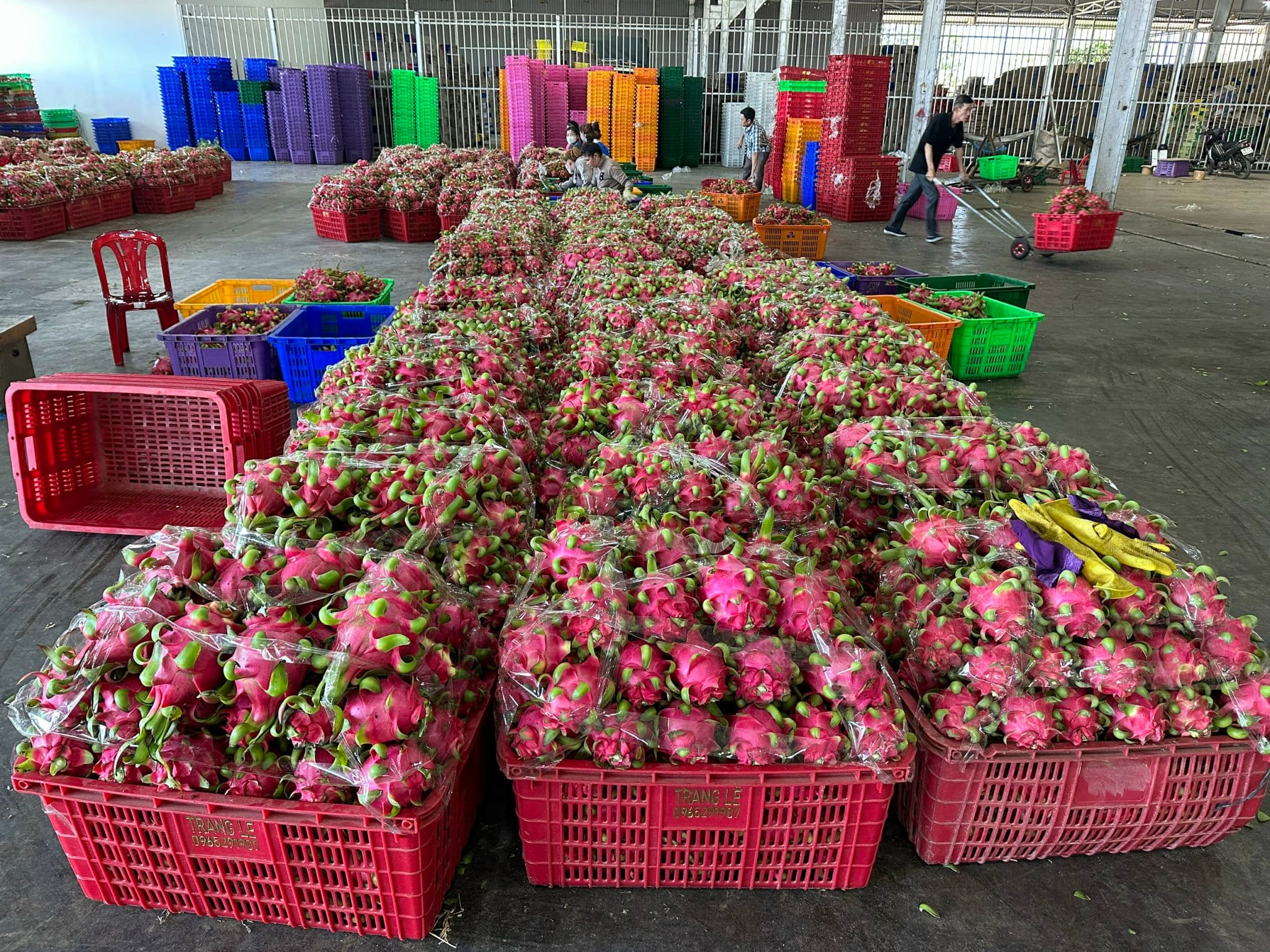 Dragon fruit