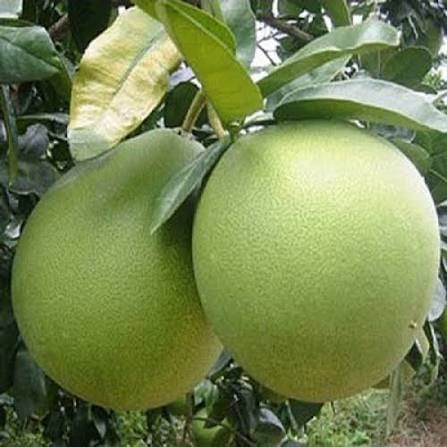 Honey pomelo