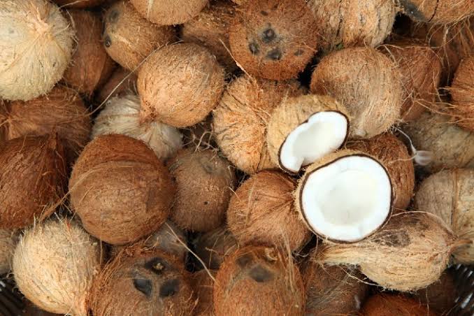 Mature Coconut