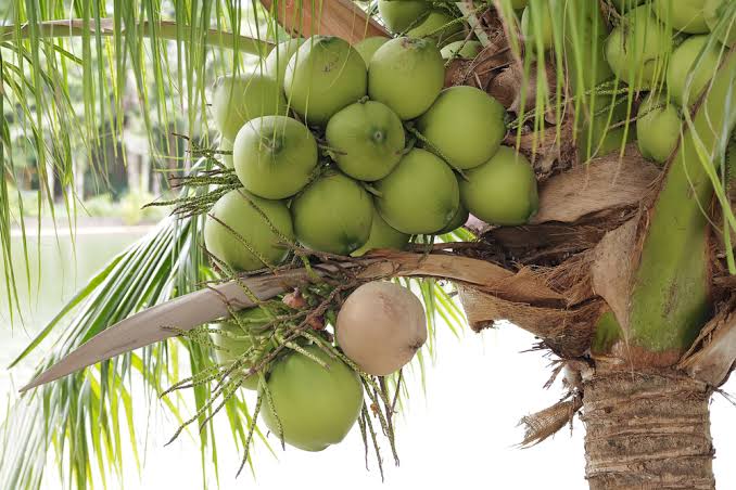 Coconut