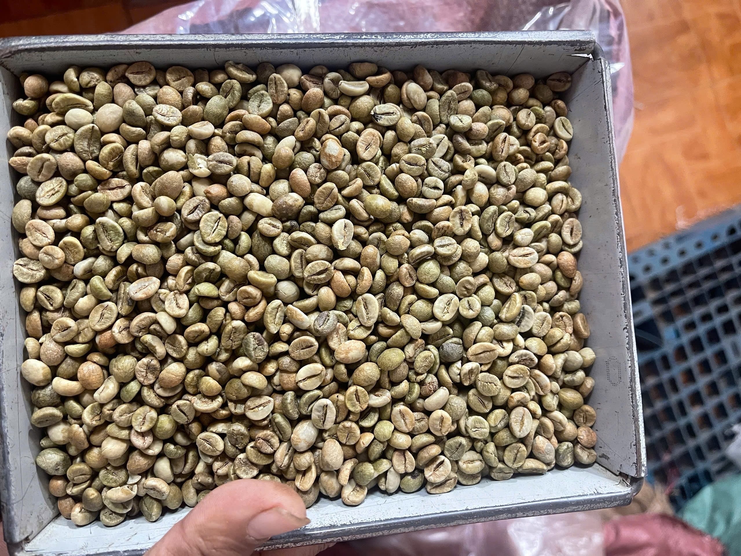 Yêu cầu báo giá Cà phê Robusta S18 từ Turkey | ViRFQ