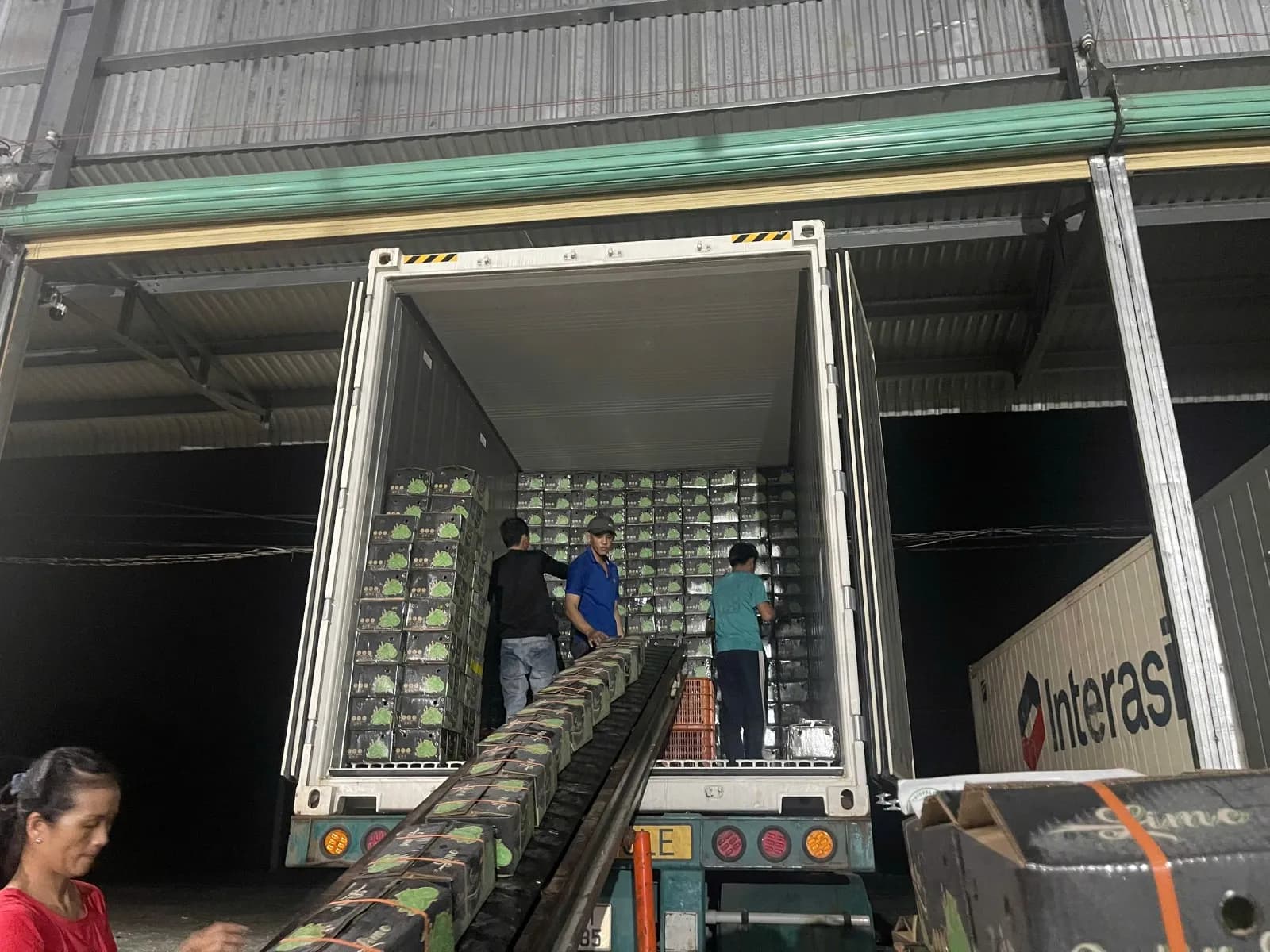 Conveyor loading cartons into the reefer container