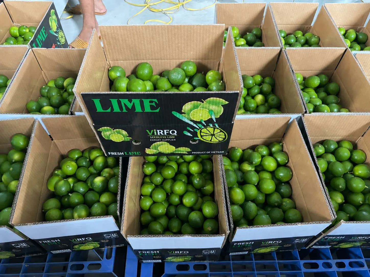 Branded ViRFQ export cartons packed with fresh seedless lime