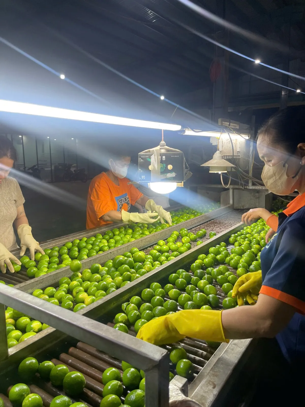 Grading and sorting line