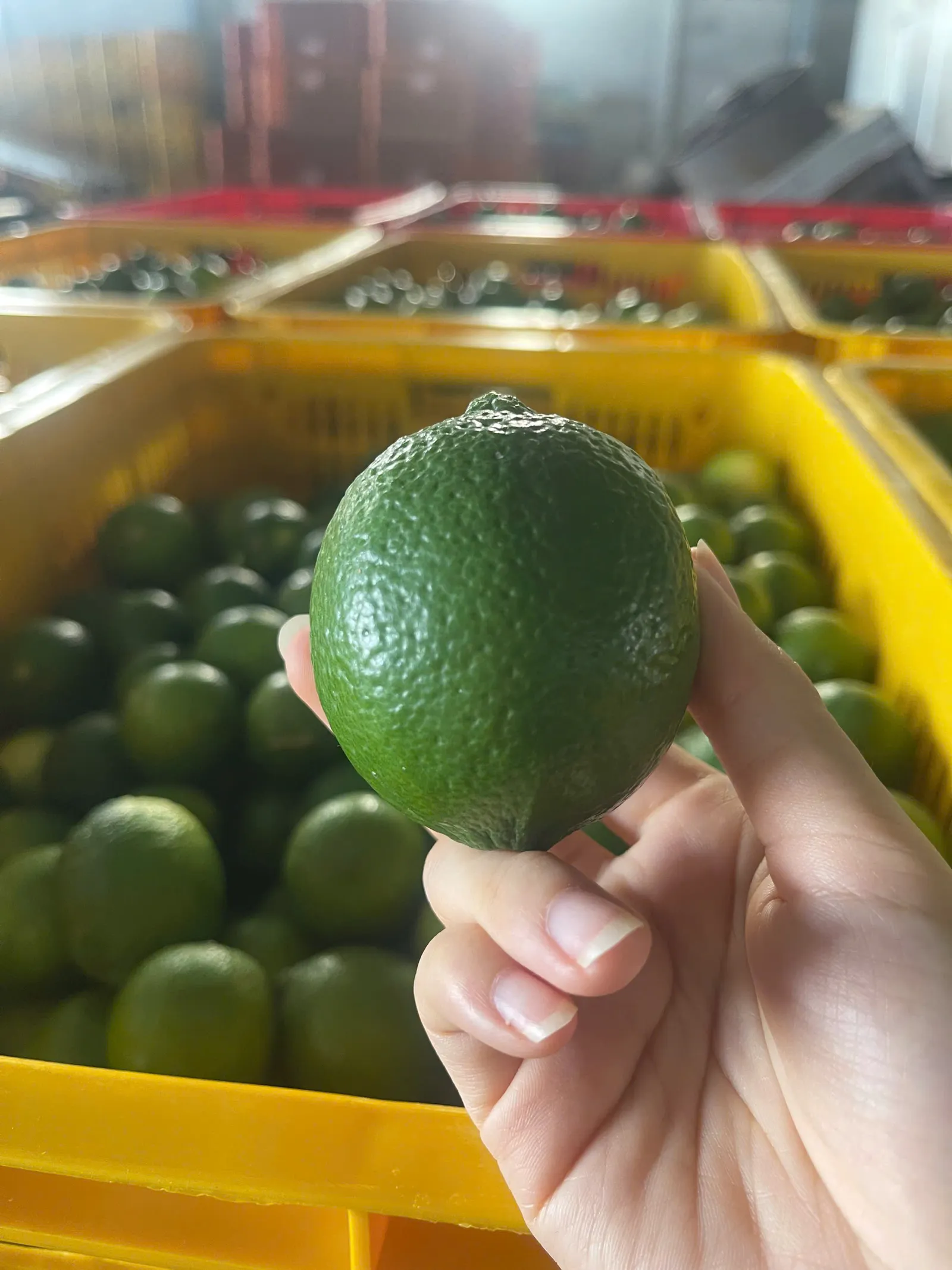 Grade-A seedless lime fruit held in hand at the packhouse