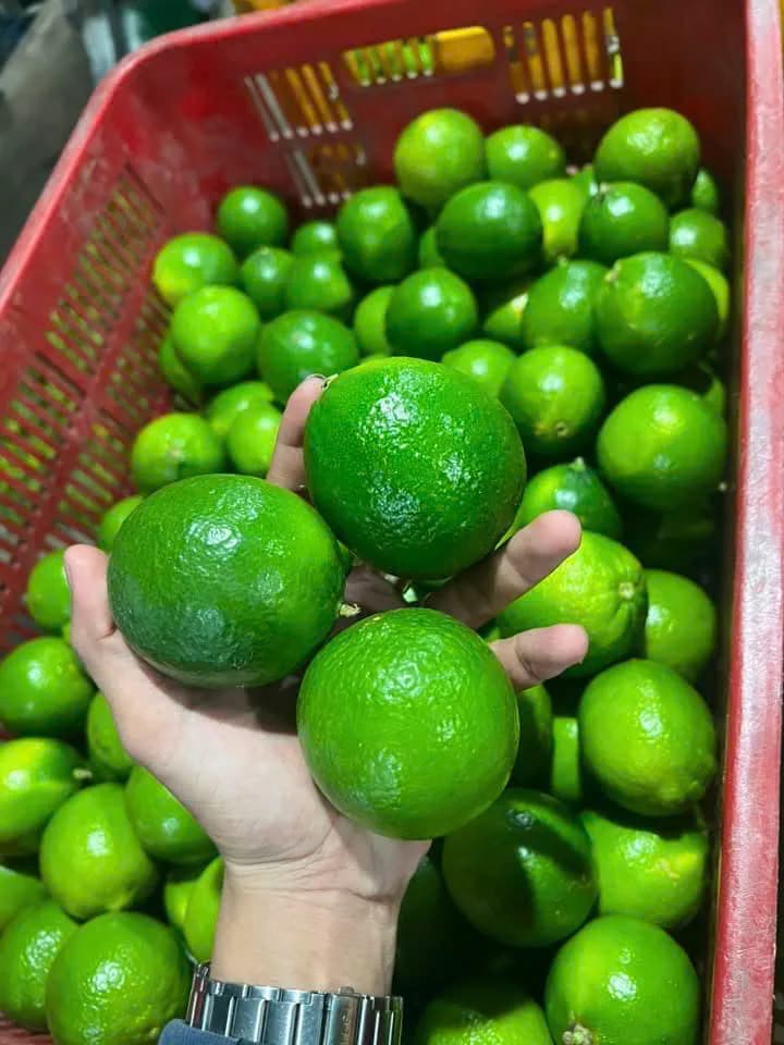 Graded seedless lime sizes S / M / L