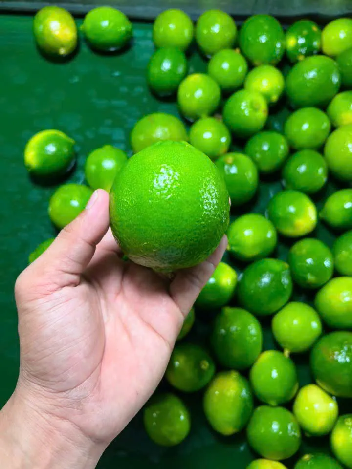 Fruit check on the washing line
