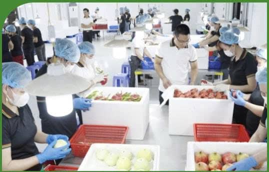 Export Packaging